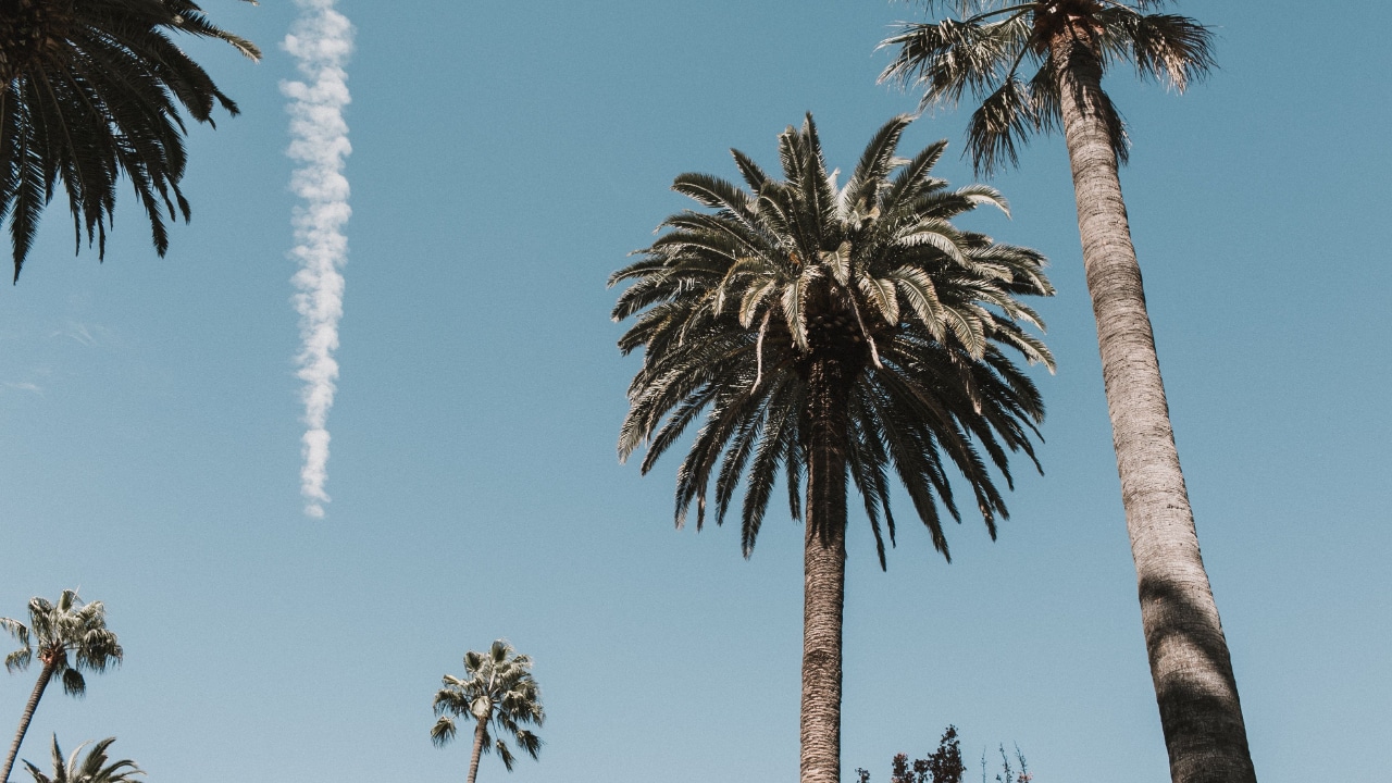 Palm trees in Los Angeles, California
