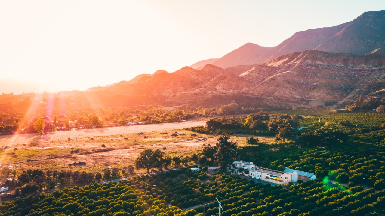 An aerial view of a picturesque orange orchard at sunset.