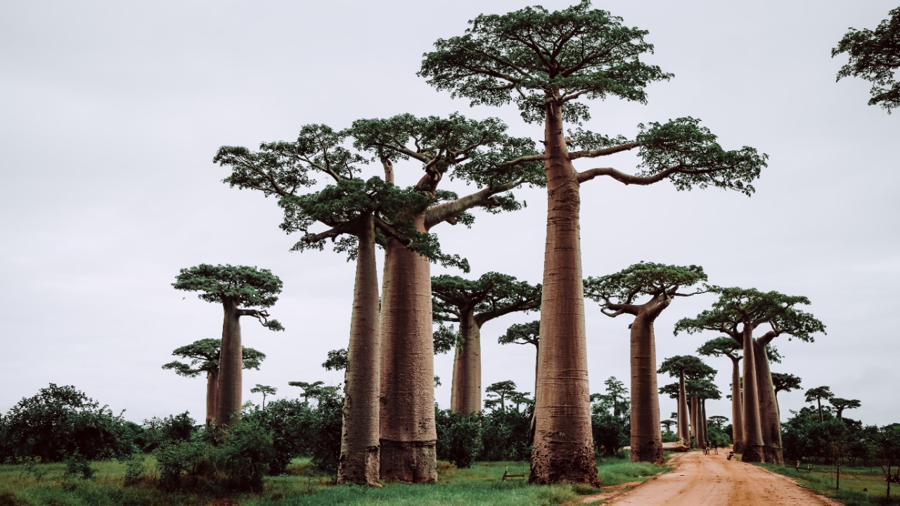 Boabab trees in Madagascar Africa