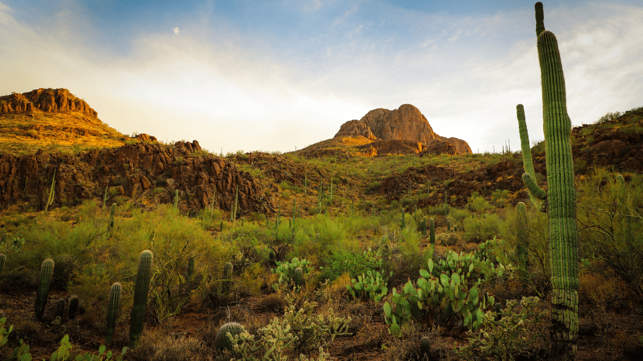 Saguaro National Park in Arizona is a stunning destination for outdoor enthusiasts and nature lovers alike. With its breathtaking landscapes and towering saguaro cacti, this national park offers a truly unique experience