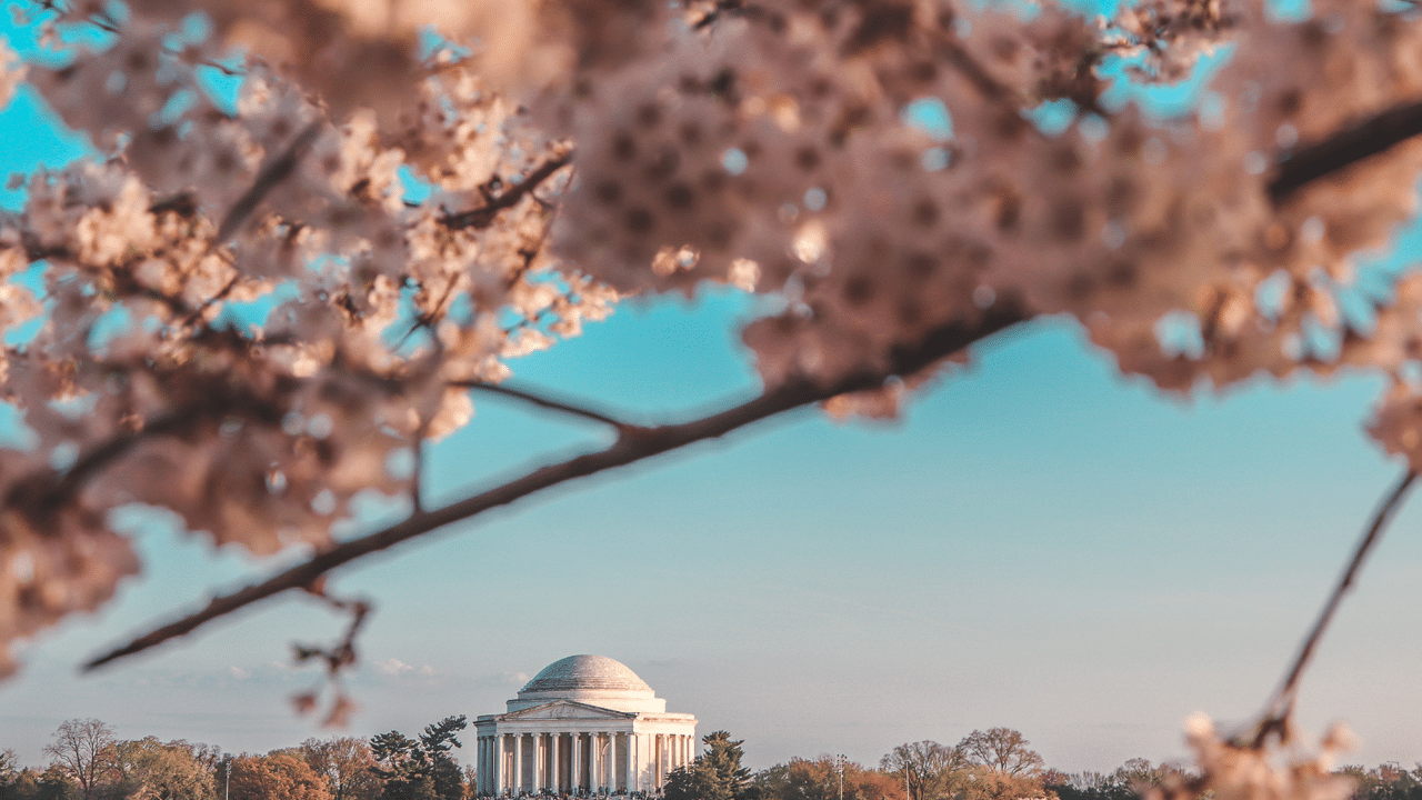 Capture the iconic beauty of the Jefferson memorial amidst breathtaking cherry blossoms during the Credit Union Cherry Blossom 10 Mile Run in Washington, DC.