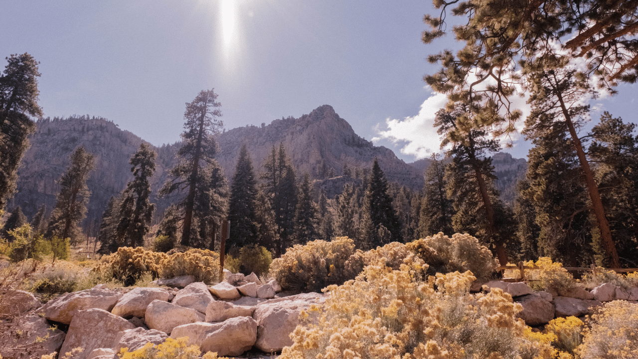 The sun is shining on Mt. Charleston with trees in the foreground.