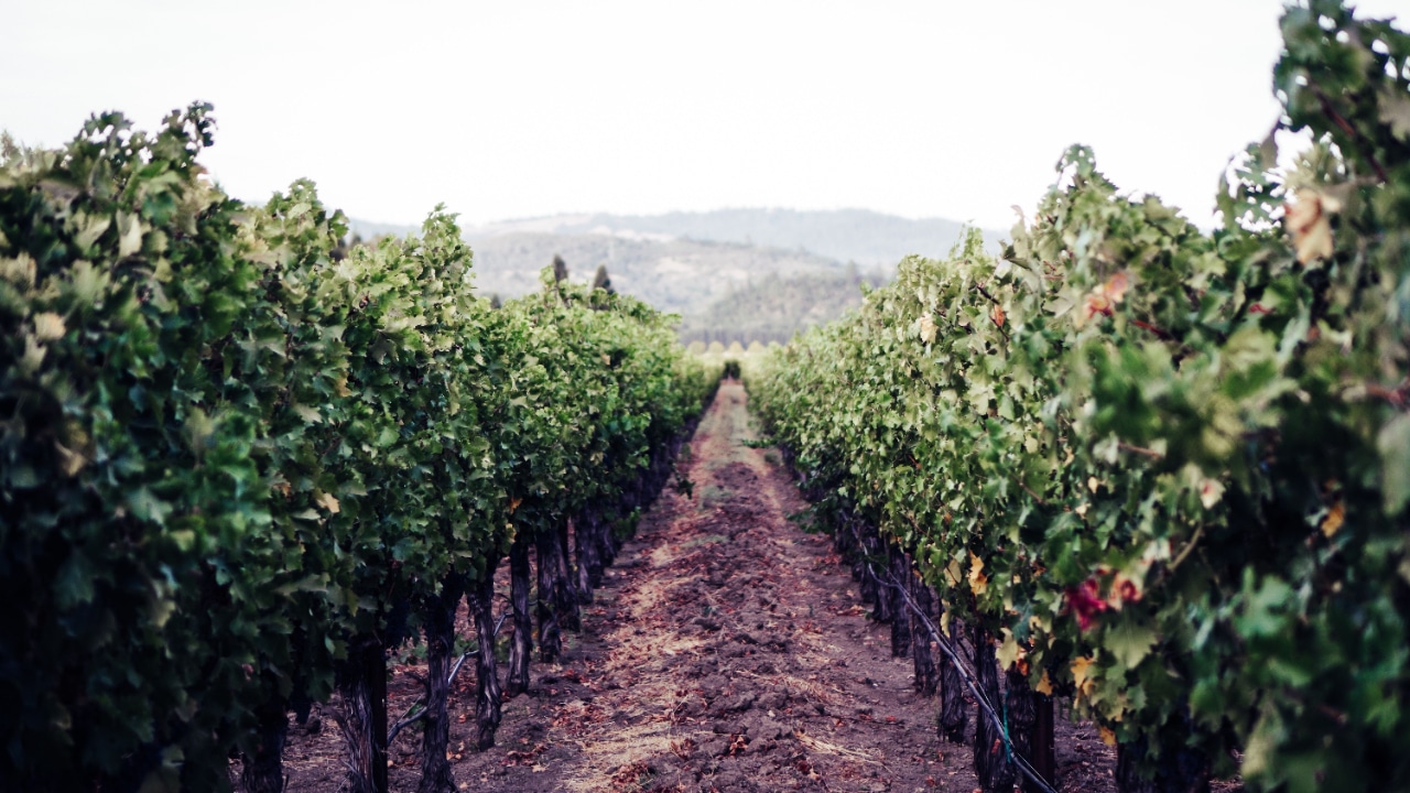 Vineyard in Napa, California