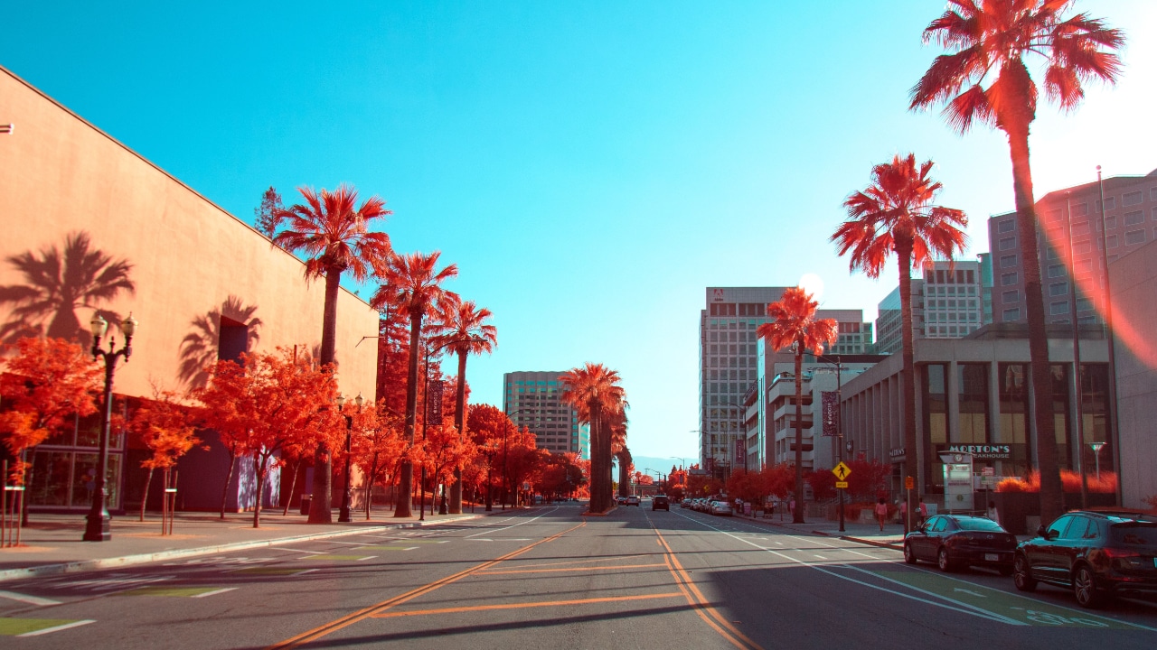 A vibrant city street in San Jose lined with palm trees, perfect for the Spartan Trifecta event weekend.