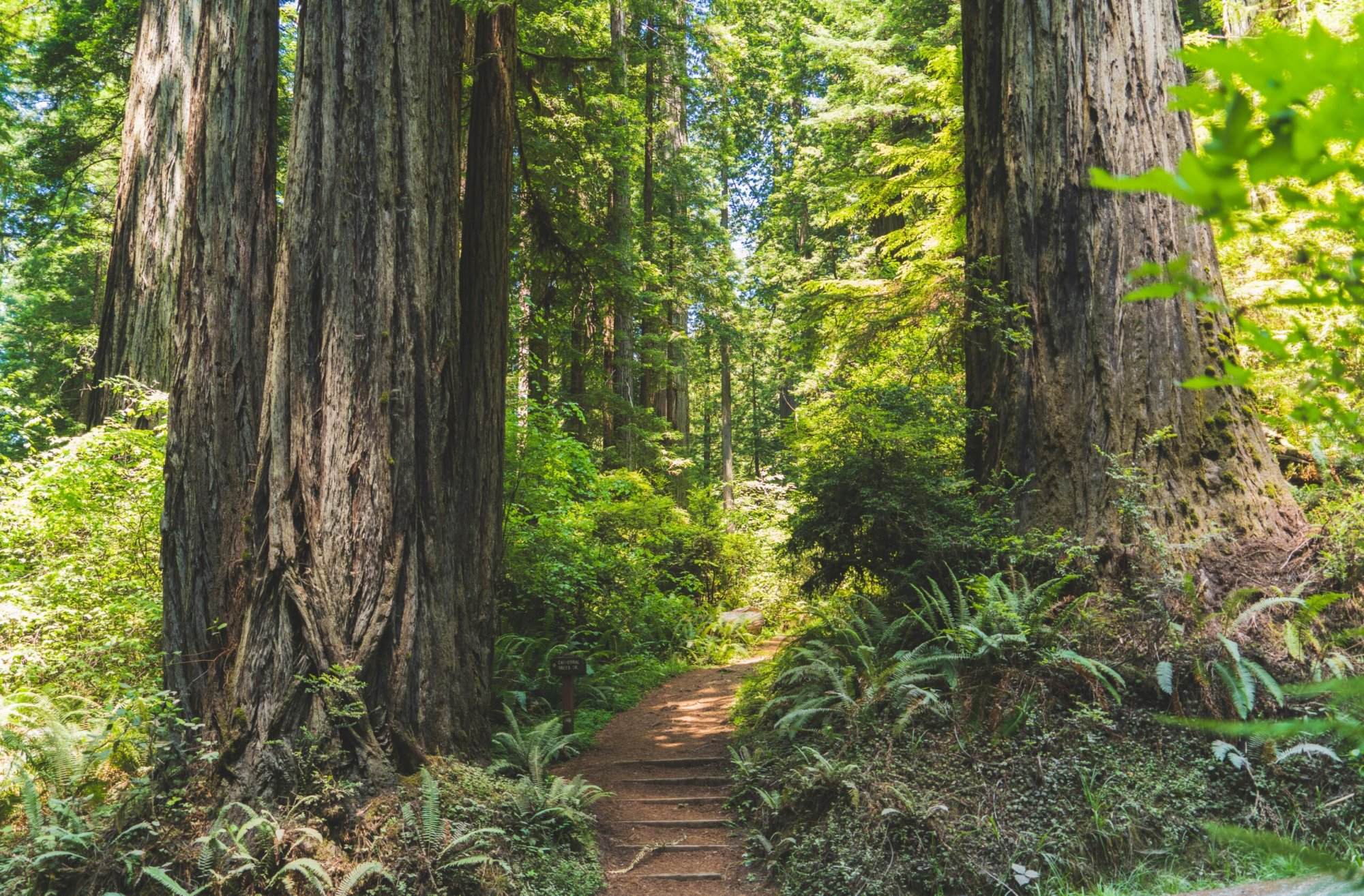 Trails in Redwood National Forest in California