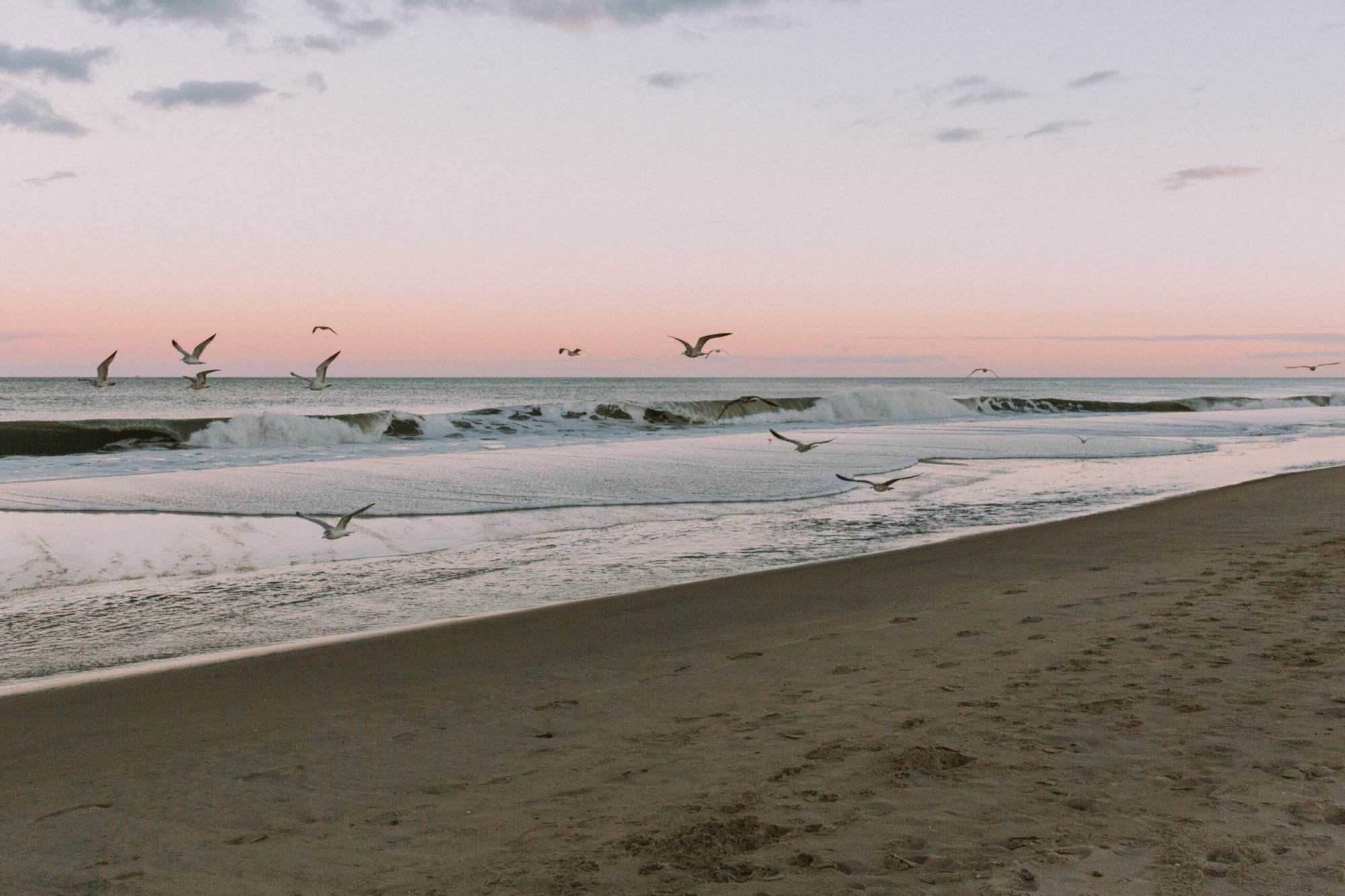 Seagulls flying over the atlantic ocean at sunset